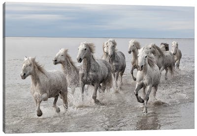 Run On The Water Canvas Art Print - Horse Art