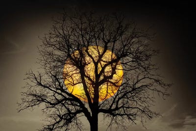 Sunset Over the Tree by Marco Carmassi multi panel art