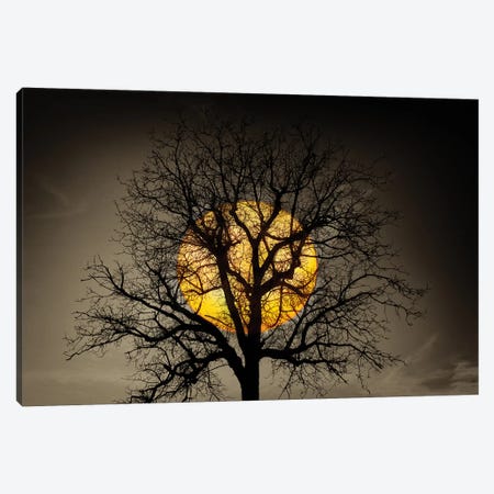 Sunset Over the Tree Canvas Print #MAO214} by Marco Carmassi Canvas Print