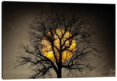 Sunset Over the Tree Canvas Art Print - Marco Carmassi