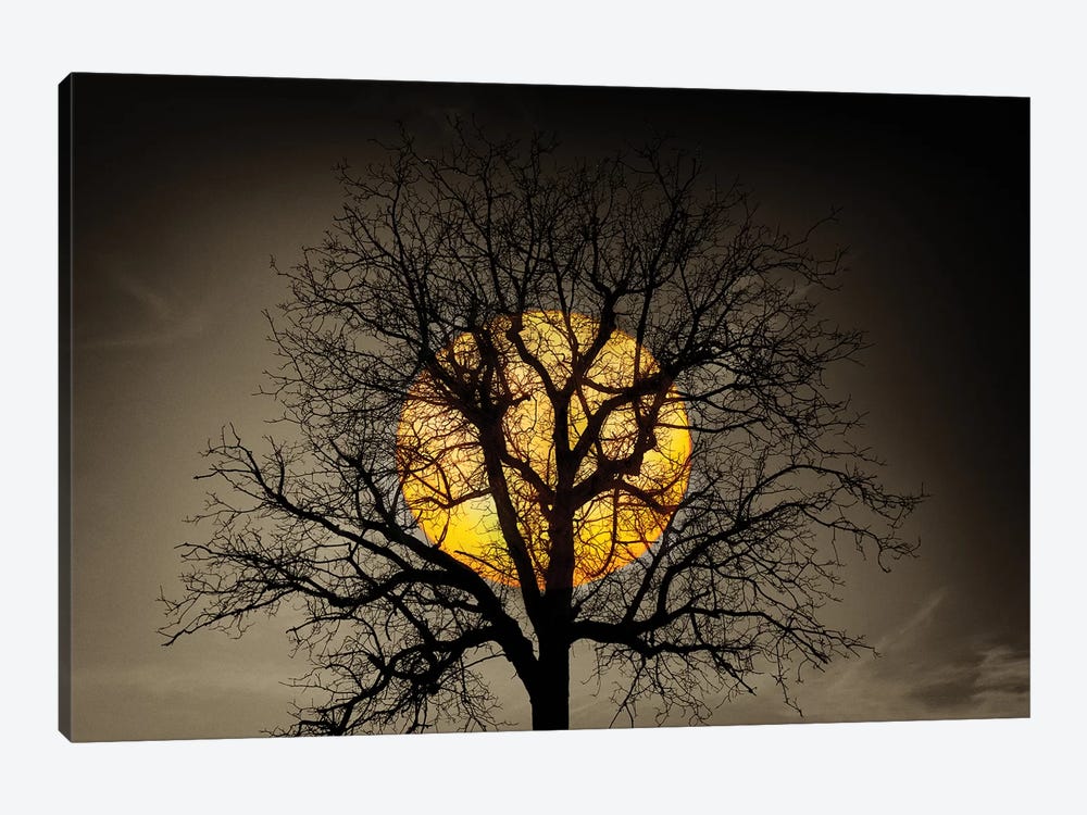 Sunset Over the Tree by Marco Carmassi 1-piece Art Print