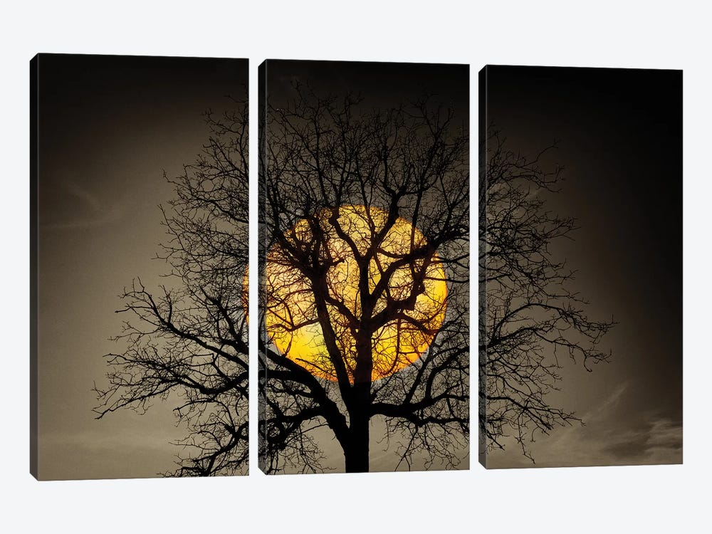 Sunset Over the Tree by Marco Carmassi 3-piece Canvas Print