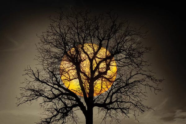Marco Carmassi: Sunset Over the Tree by Marco Carmassi