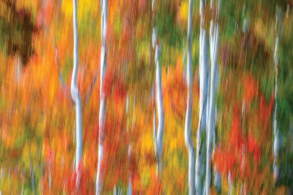 Aspen Trees: Telluride Watercolor by Marco Carmassi