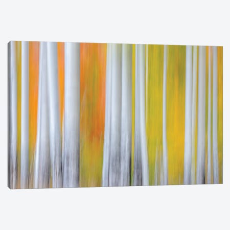 The Birches Canvas Print #MAO217} by Marco Carmassi Canvas Print