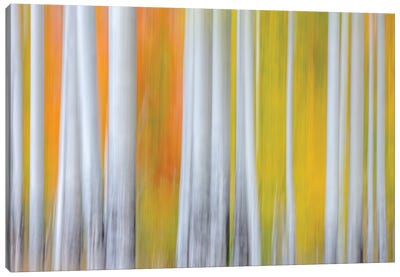 The Birches Canvas Art Print - Abstract Photography