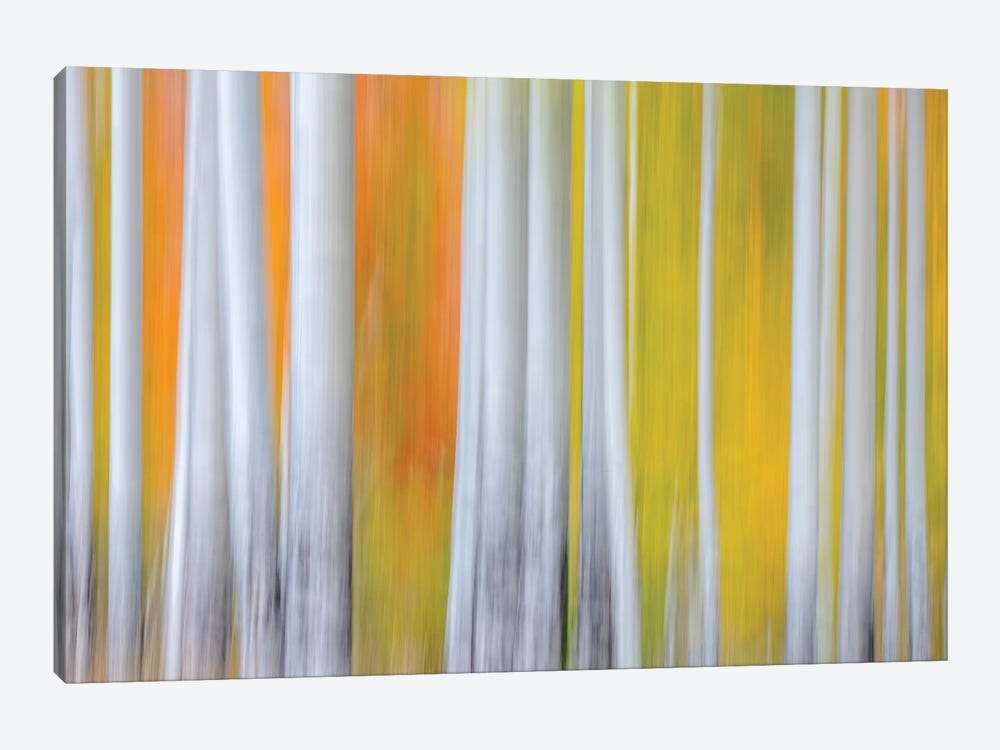 The Birches by Marco Carmassi 1-piece Canvas Art