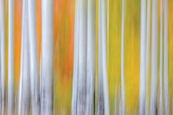 Abstract Photography: The Birches by Marco Carmassi