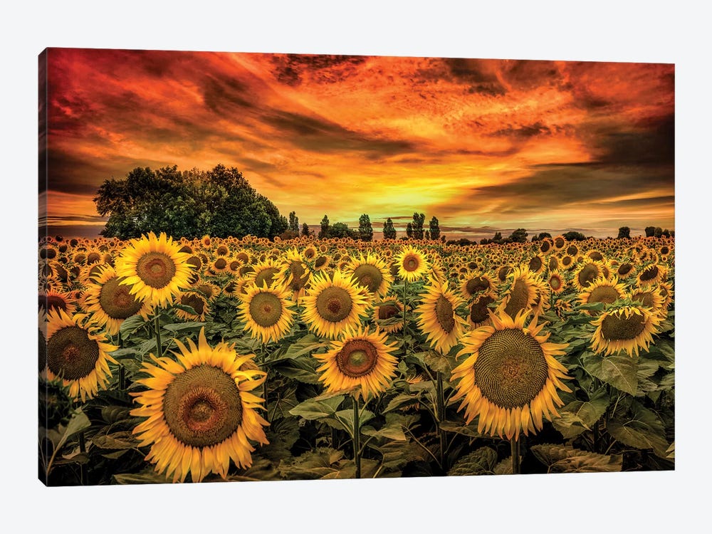 Tuscany Sunflowers Field by Marco Carmassi 1-piece Canvas Wall Art