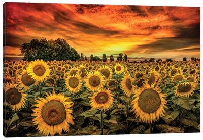 Tuscany Sunflowers Field Canvas Art Print - Sunrise & Sunset Art