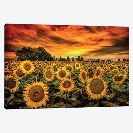 Tuscany Sunflowers Field Canvas Print #MAO219} by Marco Carmassi Canvas Wall Art
