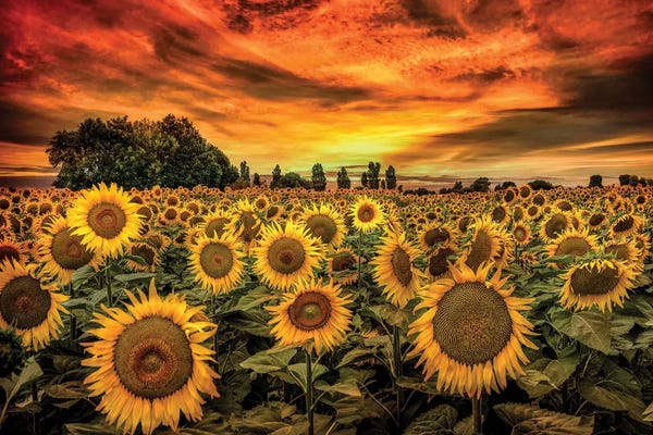 Cloudy Sunsets: Tuscany Sunflowers Field by Marco Carmassi