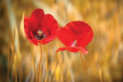 Twins Poppies by Marco Carmassi multi panel art