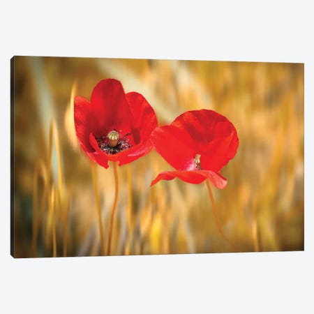 Twins Poppies Canvas Print #MAO220} by Marco Carmassi Art Print