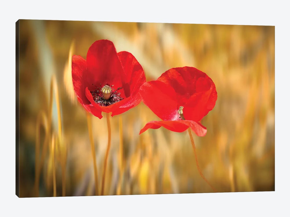 Twins Poppies by Marco Carmassi 1-piece Canvas Art