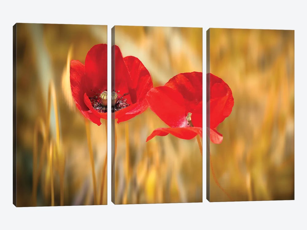 Twins Poppies by Marco Carmassi 3-piece Canvas Art