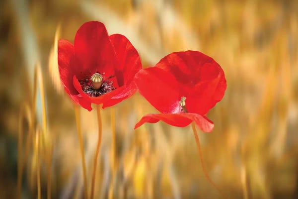 Marco Carmassi: Twins Poppies by Marco Carmassi