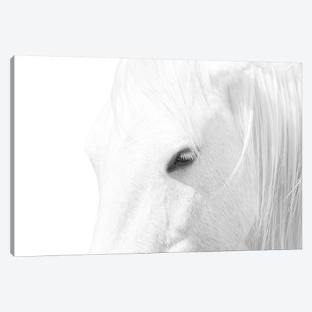 White Horse Canvas Print #MAO221} by Marco Carmassi Canvas Art Print
