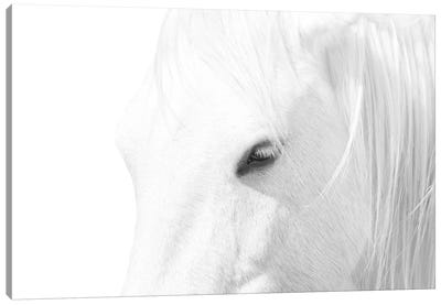 White Horse Canvas Art Print - Horses