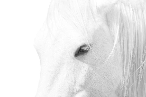 Horses: White Horse by Marco Carmassi