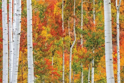 Aspen Colors by Marco Carmassi framed canvas print