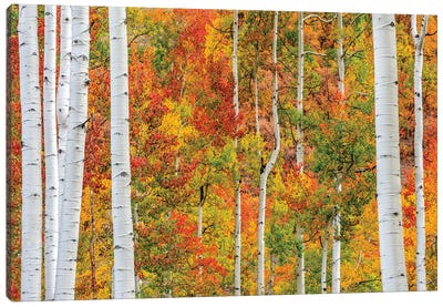 Aspen Colors Canvas Art Print - Aspen Tree Art