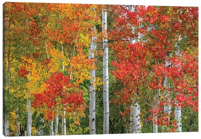 Colorado Autumn Canvas Art Print - Aspen Tree Art