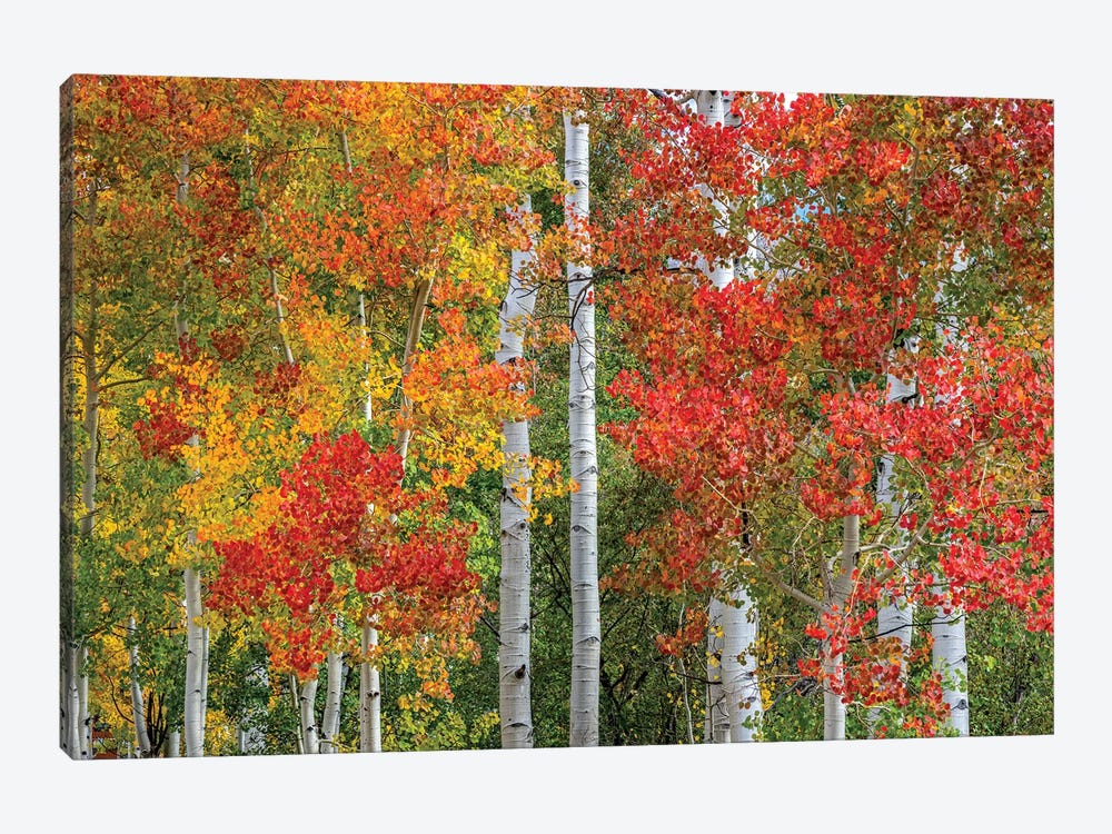 Colorado Autumn by Marco Carmassi 1-piece Canvas Wall Art