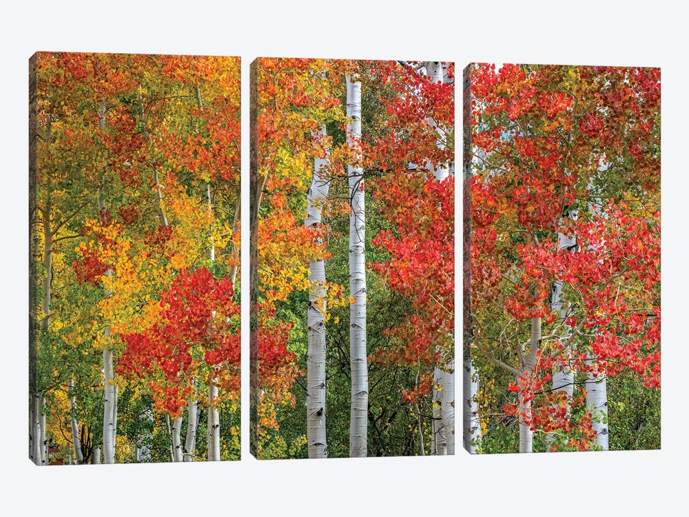 Colorado Autumn by Marco Carmassi 3-piece Canvas Wall Art