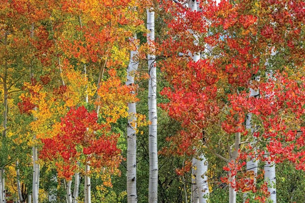 Aspen Trees: Colorado Autumn by Marco Carmassi