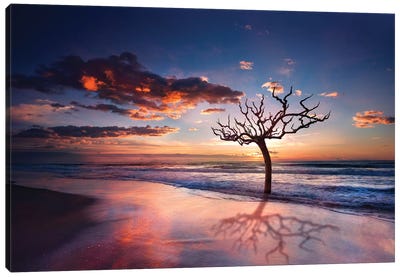 Tree In The Sea Canvas Art Print - Beach Sunrise & Sunset Art