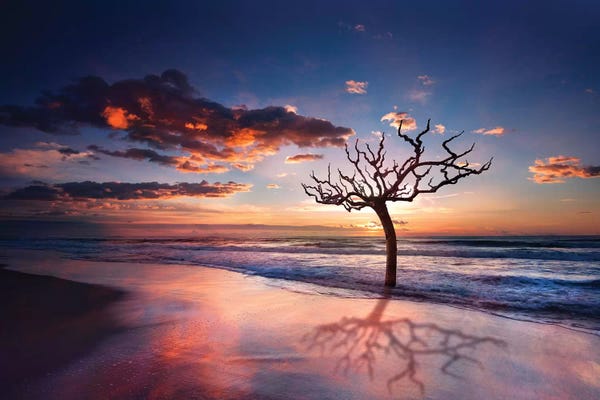 Beach Sunrises & Sunsets: Tree In The Sea by Marco Carmassi