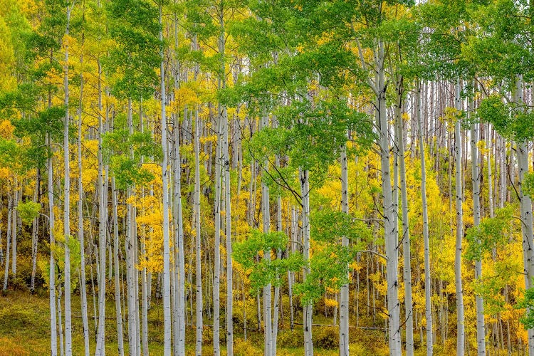 Telluride by Marco Carmassi wall art