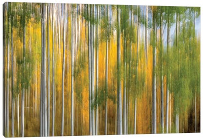 Telluride Autumn Canvas Art Print - Aspen Tree Art