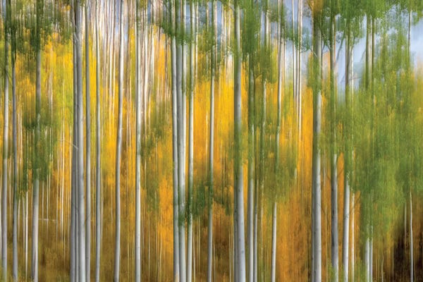 Aspen Trees: Telluride Autumn by Marco Carmassi