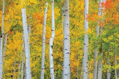 Telluride Trees by Marco Carmassi art print