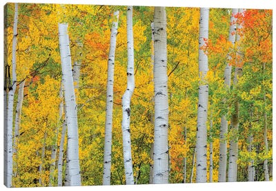 Telluride Trees Canvas Art Print