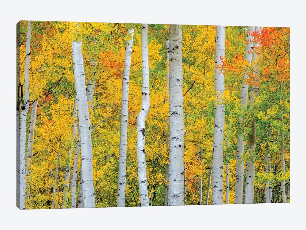 Telluride Trees by Marco Carmassi 1-piece Canvas Print