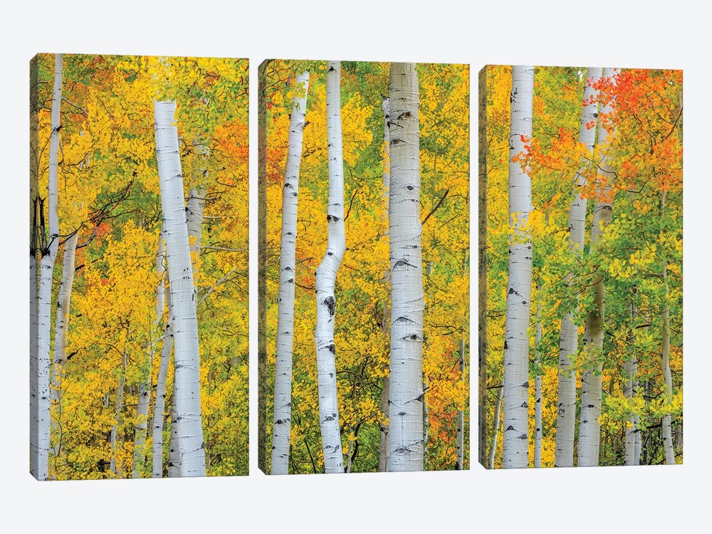 Telluride Trees by Marco Carmassi 3-piece Canvas Art Print