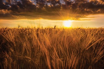 Early In The Morning by Marco Carmassi multi panel art