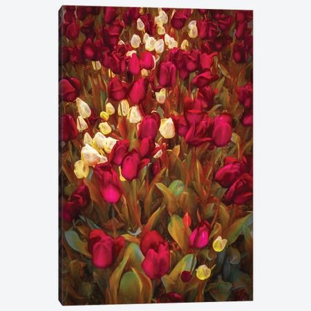 Tulips Canvas Print #MAO28} by Marco Carmassi Canvas Wall Art
