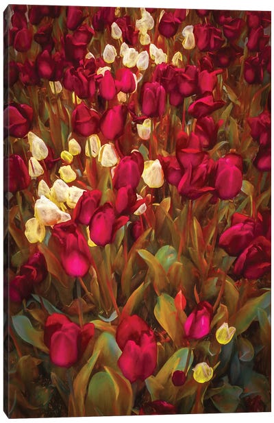 Tulips Canvas Art Print - Marco Carmassi