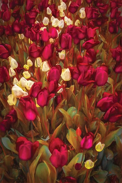 Marco Carmassi: Tulips by Marco Carmassi