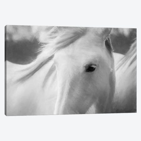Sweet Horse Canvas Print #MAO29} by Marco Carmassi Canvas Art