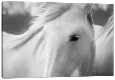 Sweet Horse Canvas Art Print - Black & White Animal Art