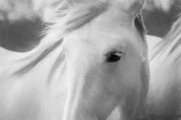 Black & White Animal Art: Sweet Horse by Marco Carmassi