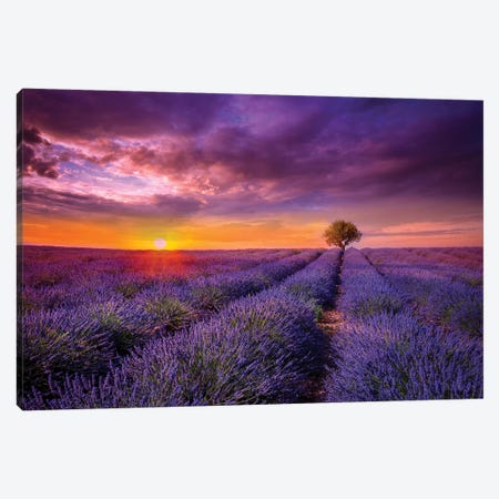 Lavender At Sunset Canvas Print #MAO41} by Marco Carmassi Canvas Wall Art