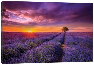 Lavender At Sunset Canvas Art Print - Sunrises & Sunsets Scenic Photography