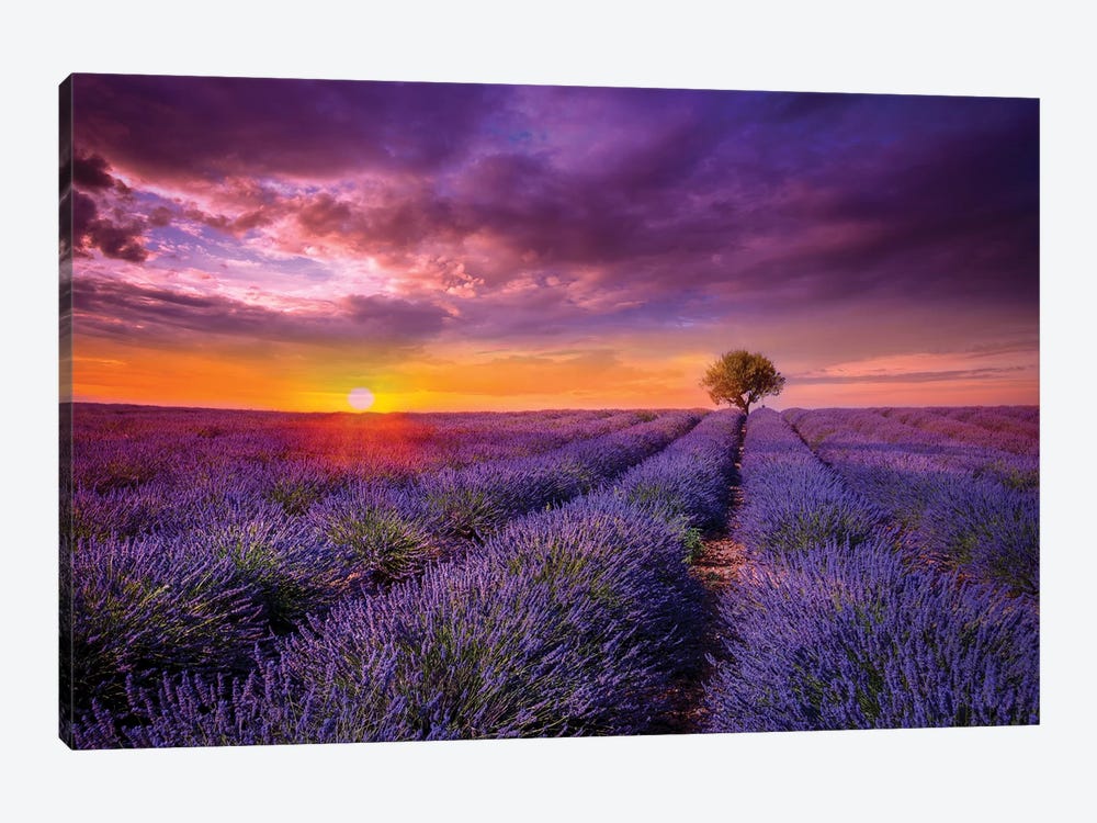 Lavender At Sunset by Marco Carmassi 1-piece Canvas Wall Art