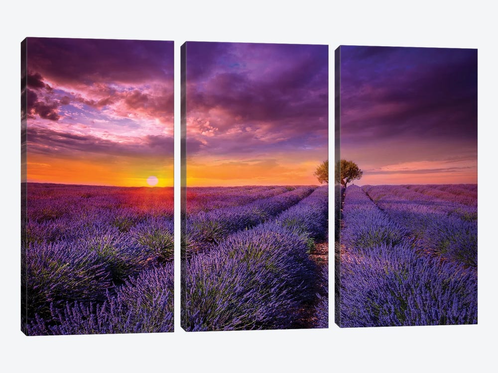 Lavender At Sunset by Marco Carmassi 3-piece Canvas Wall Art